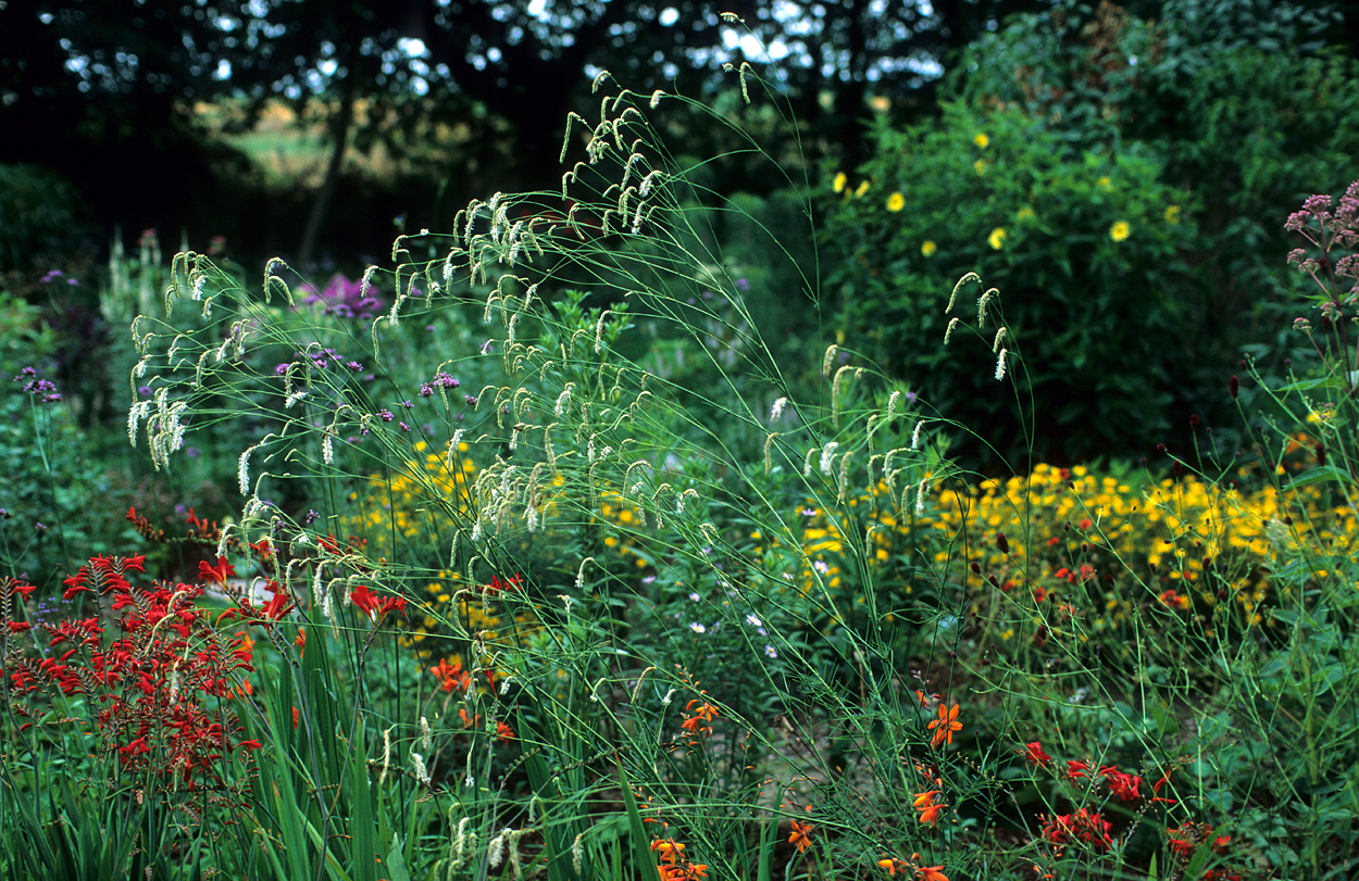 Sanguisorba tenuifolia 'Alba'