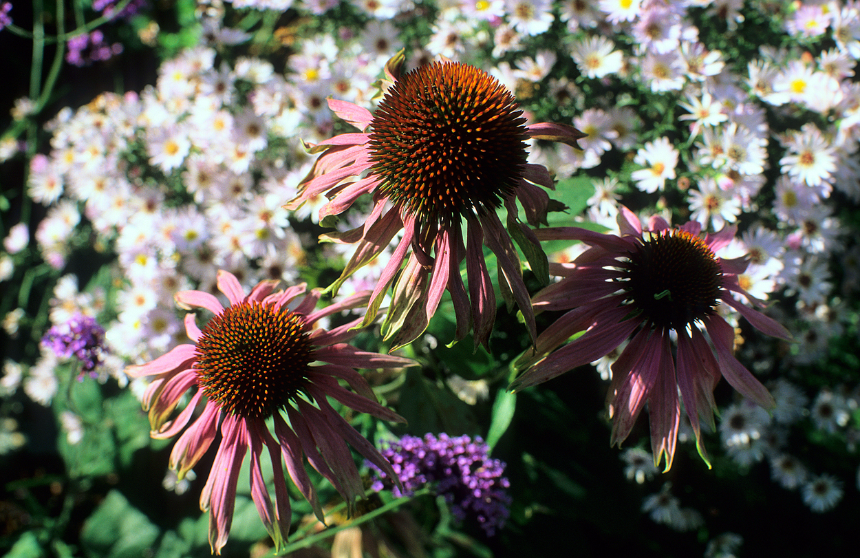 Echinacea purpurea 'Rubinstern' hat sich hier als langlebig erwiesen.