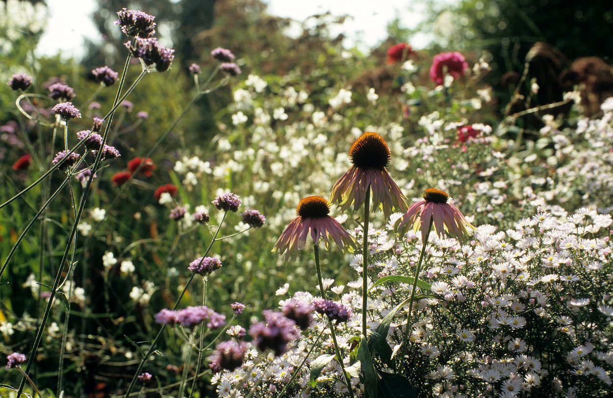 Echinacea purpurea 'Rubinstern' hat sich hier als langlebig erwiesen.