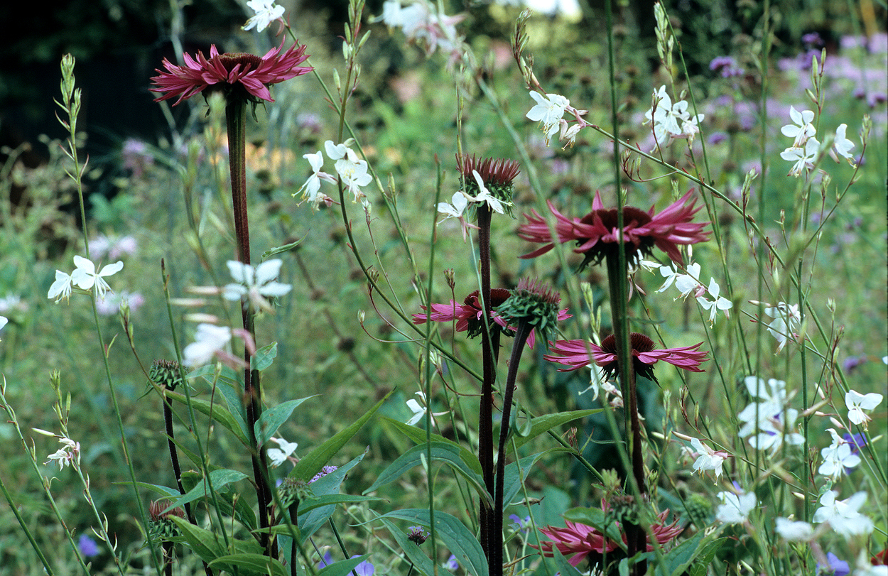 Echinacea purpurea 'Rubinstern' mit Oenothera (syn. Gaura) lindheimeri 'Whirling Butterfly'