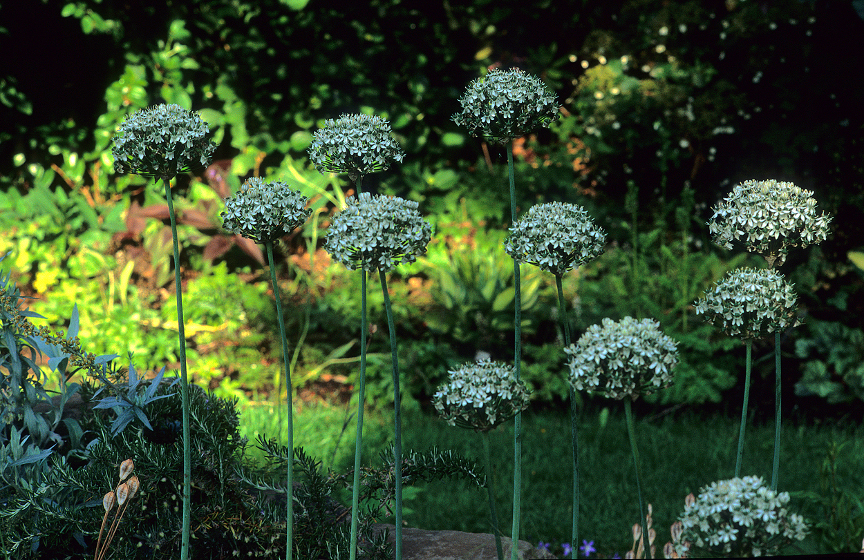 Allium nigrum im Steinbeet benötigt allerdings gewisse Nährstoffgaben.