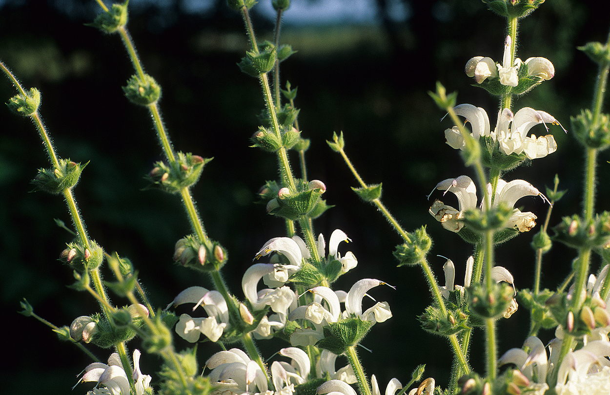 Salvia argentea gilt als kurzlebig, war aber eine der wenigen Stauden, mit der wir umgezogen sind.