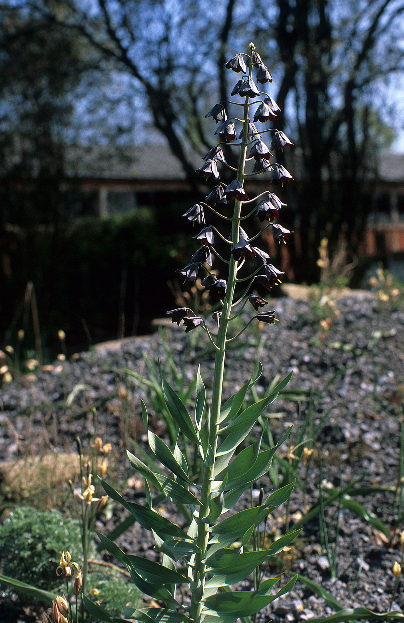 Fritillaria persica ‚Adiyaman‘ sorgt im Frühjahr für ein außergewöhnlich dunkles Pflaumenblau. Ohne hohe Nährstoffgaben kümmert sie allerdings vor sich hin.