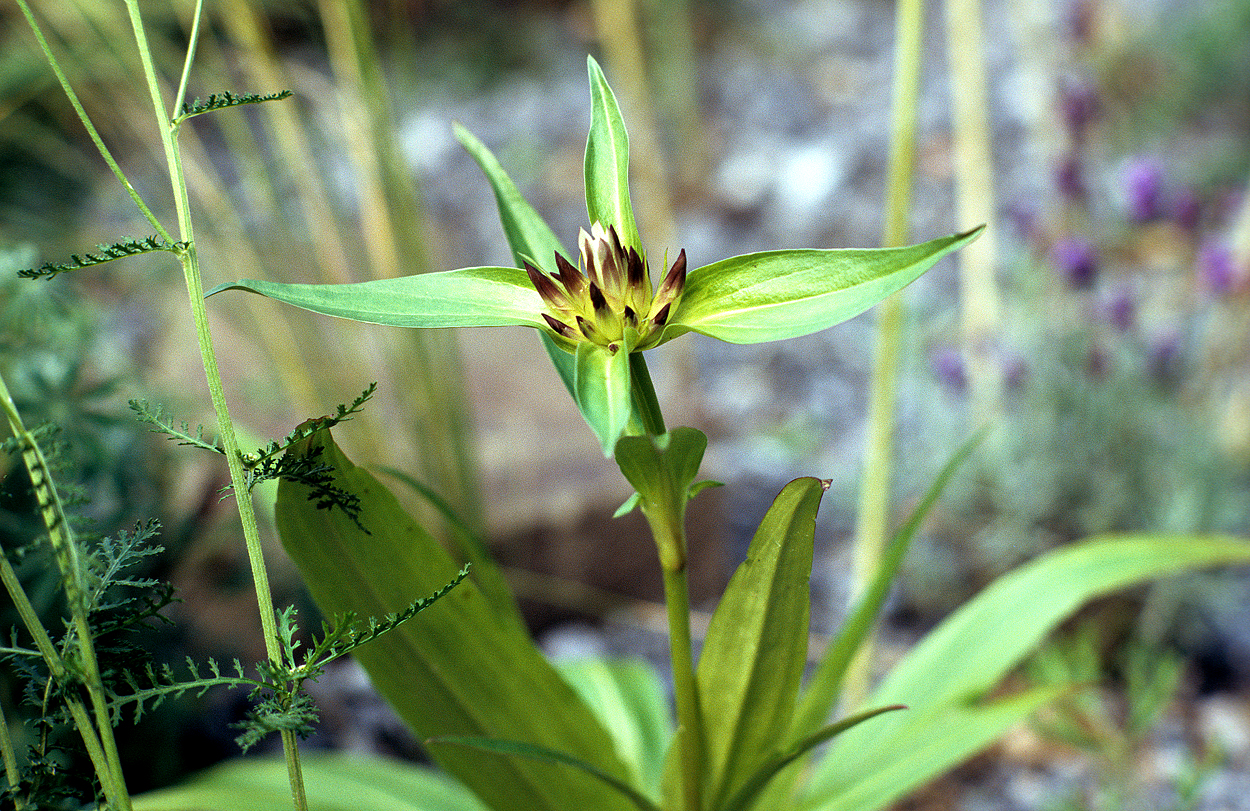 Von wegen nicht gartenwürdig: Gentiana tibetica. Die Schnecken lieben sie.