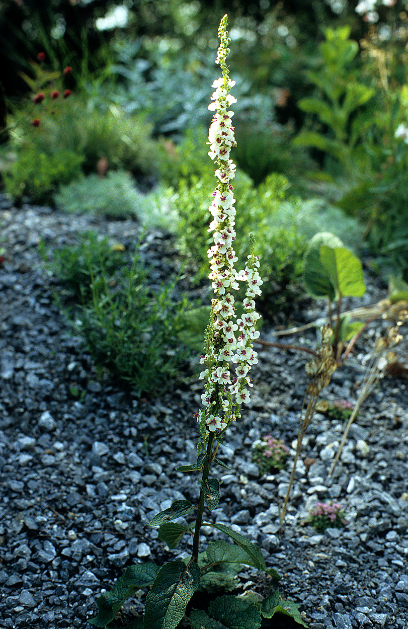 Verbascum chaixii ‚Album‘ versät sich zuverlässig aber moderat.