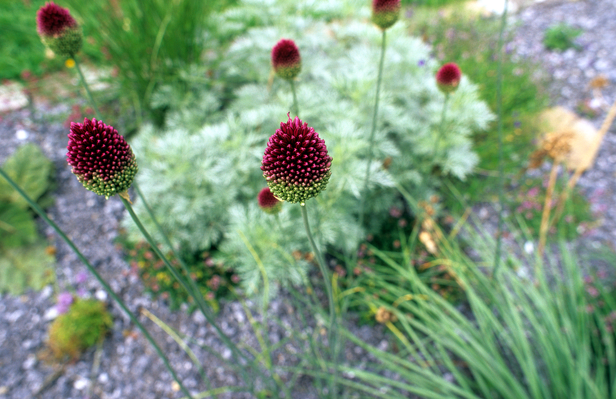 Ein echter Hummelmagnet ist Allium sphaerocephalon. Wenn sie sich auf den Blüten niederlassen, schwingen sie auch bei Windstille hin und her.
