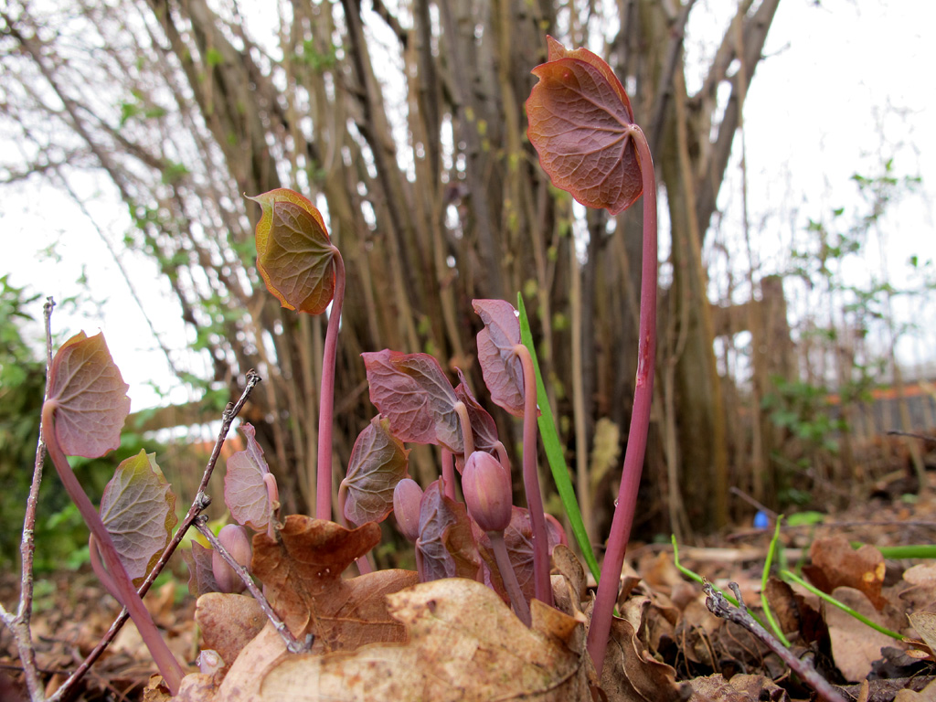 Jeffersonia diphylla, die Herzblattschale unter einem Haselnussstrauch