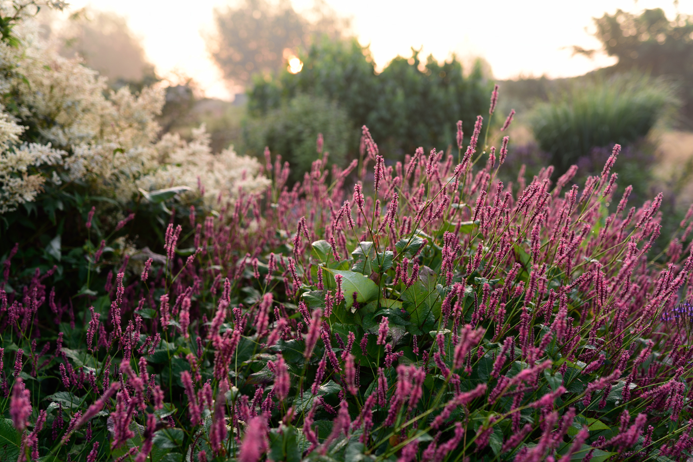 Der Experimentelle Garten Alst beheimatet eine umfangreiche Sammlung an Kerzenknöterichen
