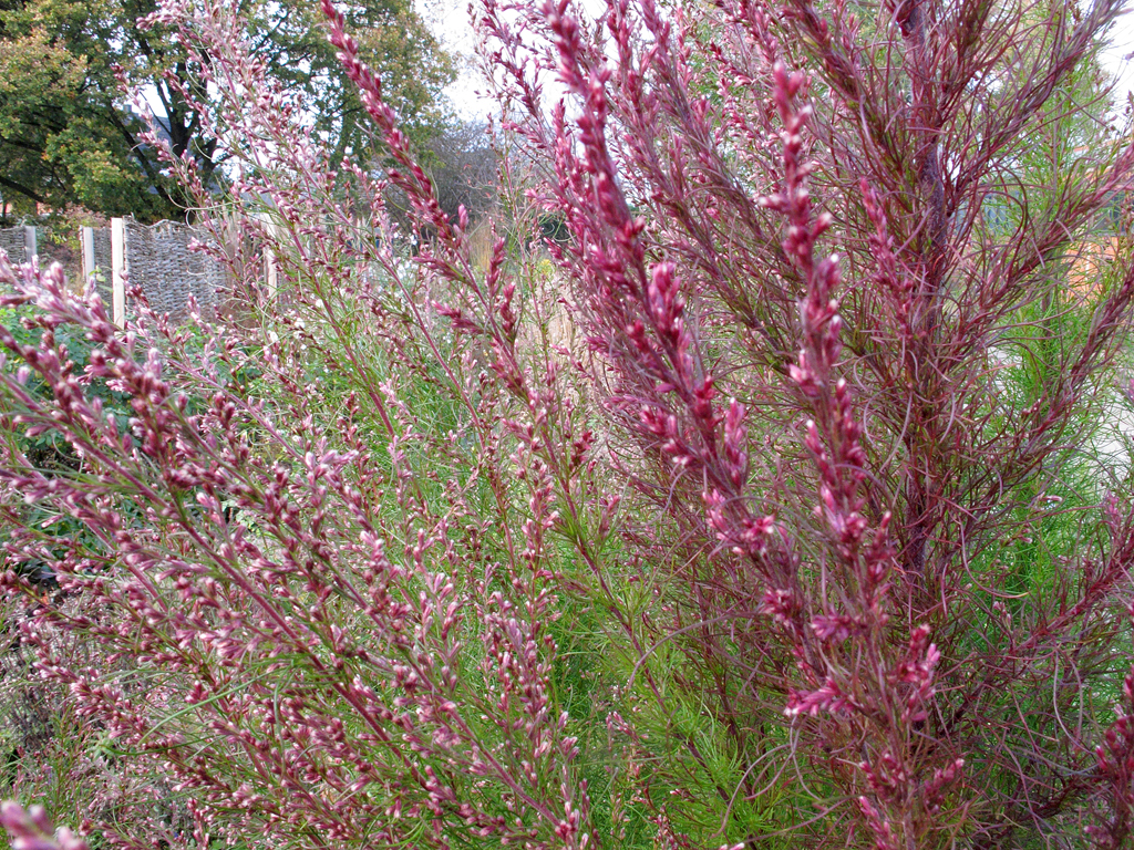 Eupatorium capillifolium – Schöne Staude oder potentiell invasive Art?