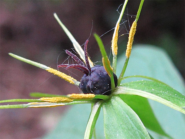 Viele einheimische Pflanzen wie die Einbeere (Paris quadrifolia) sind gar nicht so leicht im Garten zu kultivieren.