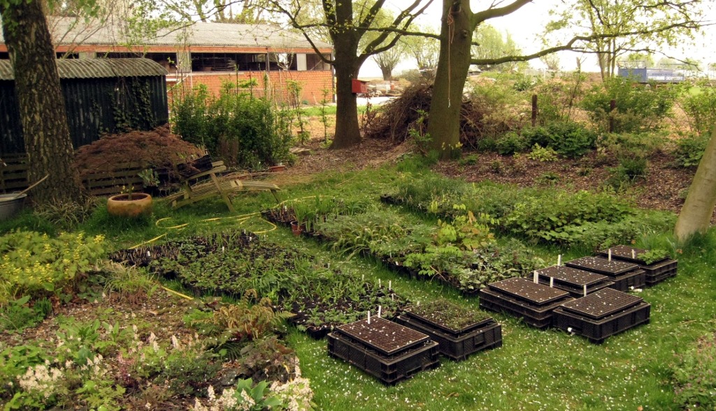 Vermehrung im Garten Alst