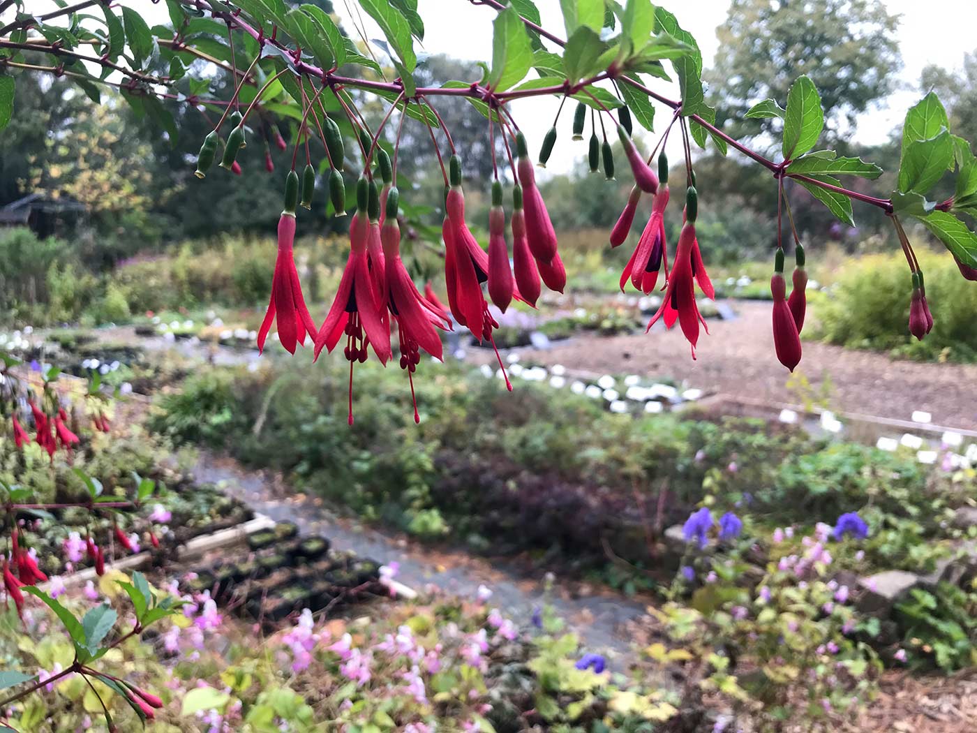 Fuchsienblütige Johannisbeere, Ribes speciosum