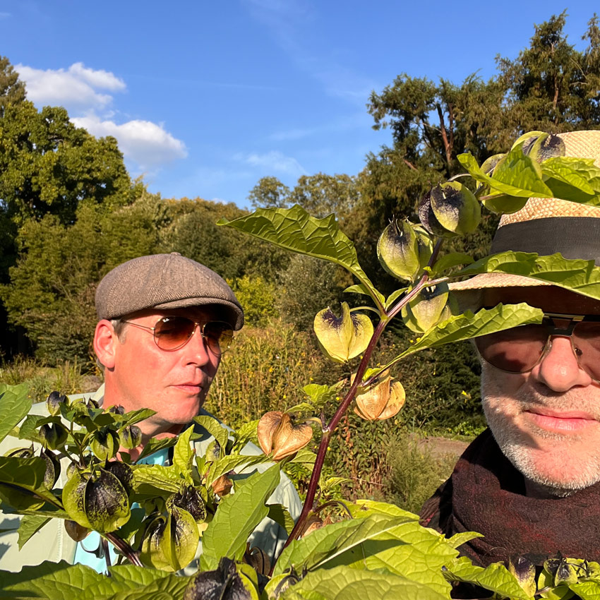 Staudengangster im Botanischen Garten Krefeld