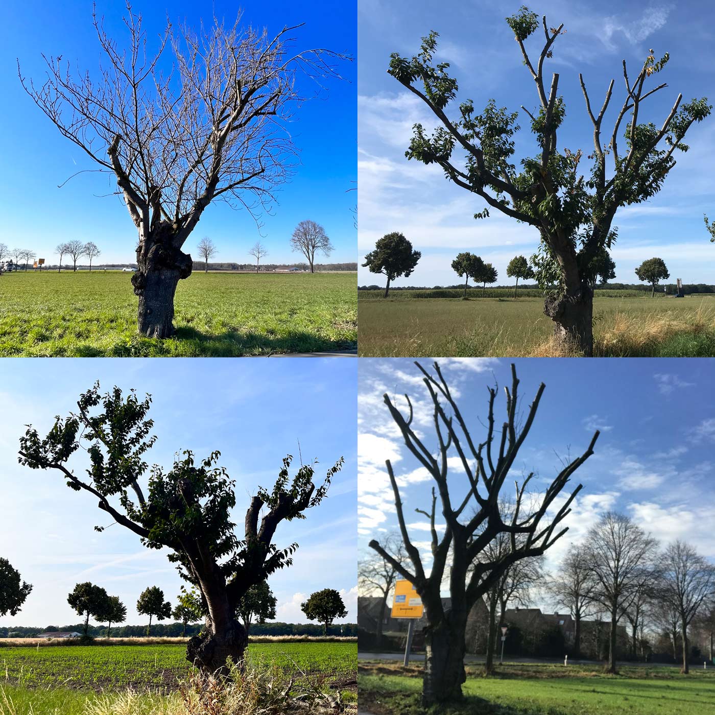 Baumfrevel an Nelken-Kirsche in Nettetal