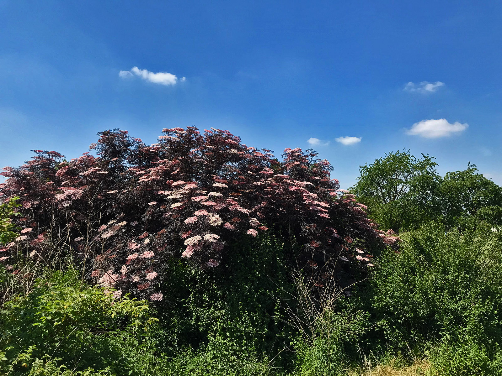 kombinierte Hecke aus Alpen-Johannisbeere (Ribes alpinum) und Schwarzem Holunder (Sambucus nigra 'Black Lace')