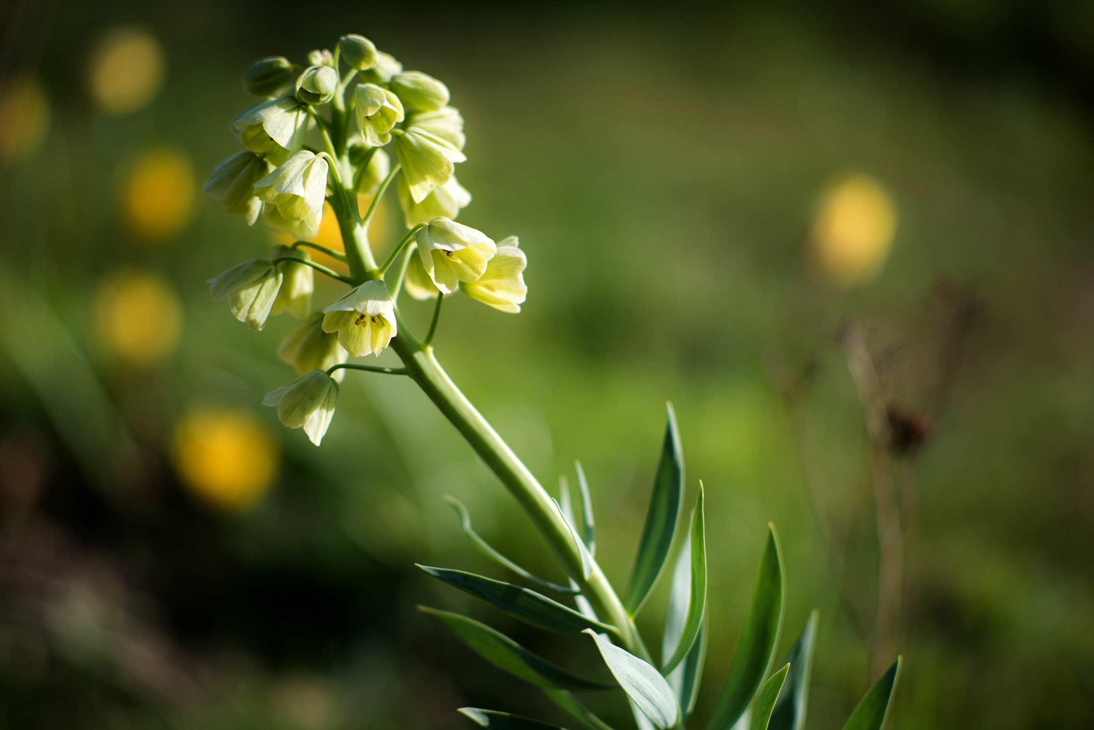 Zwiebel Fritillaria persica Ivory Bells