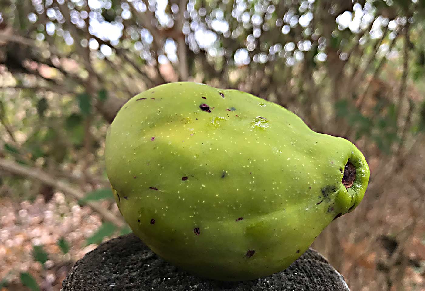 Chaenomeles cathayensis Frucht