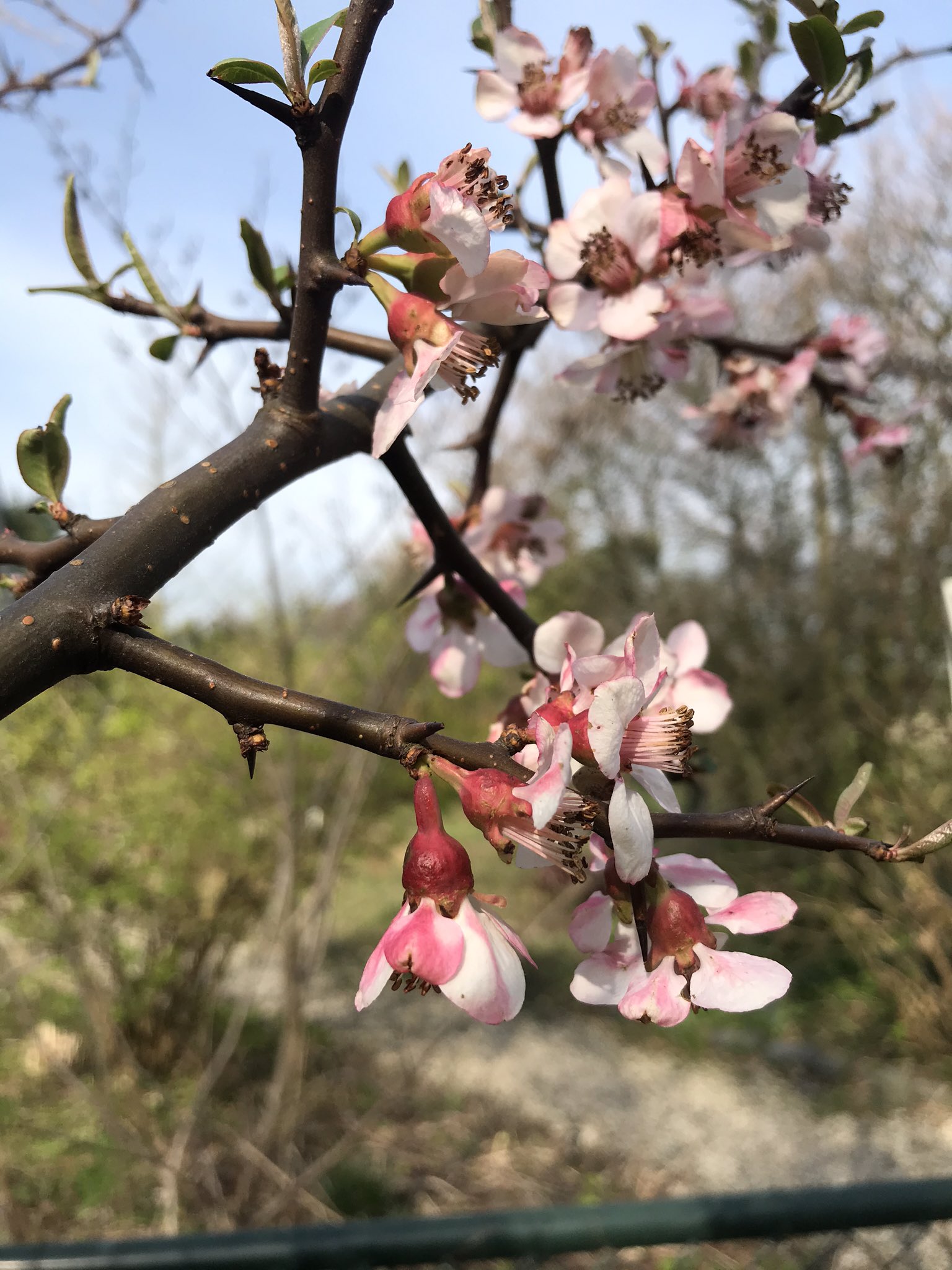 Chaenomeles cathayensis Blüte