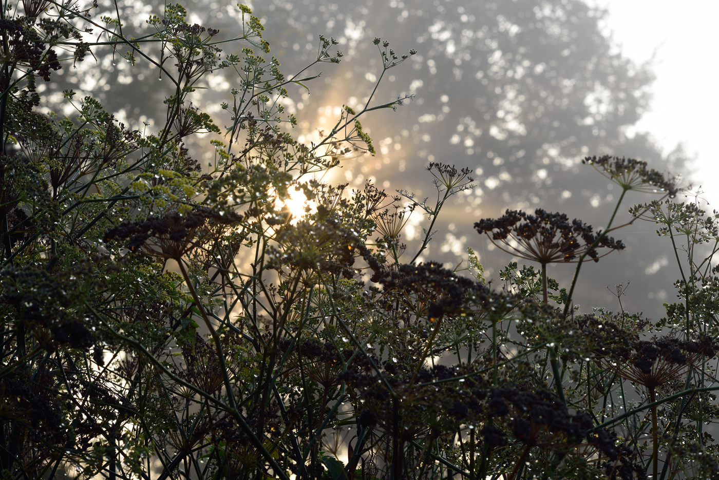 Samenstand von Foeniculum vulgare Rubrum