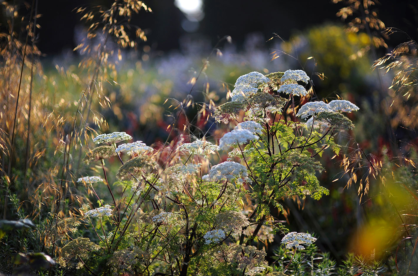 Apiaceae, wie die Kaschmirdolde, ziehen viele Nützlinge an Apiaceae, wie die Kaschmirdolde, ziehen viele Nützlinge an