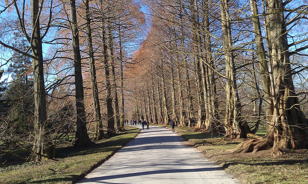 Urweltmammutbaum-Allee auf der Insel Mainau Urweltmammutbaum-Allee auf der Insel Mainau