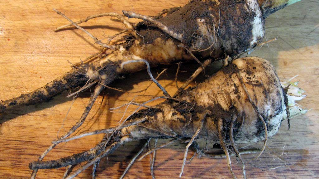 Pastinaca sativa Pastinaca sativa