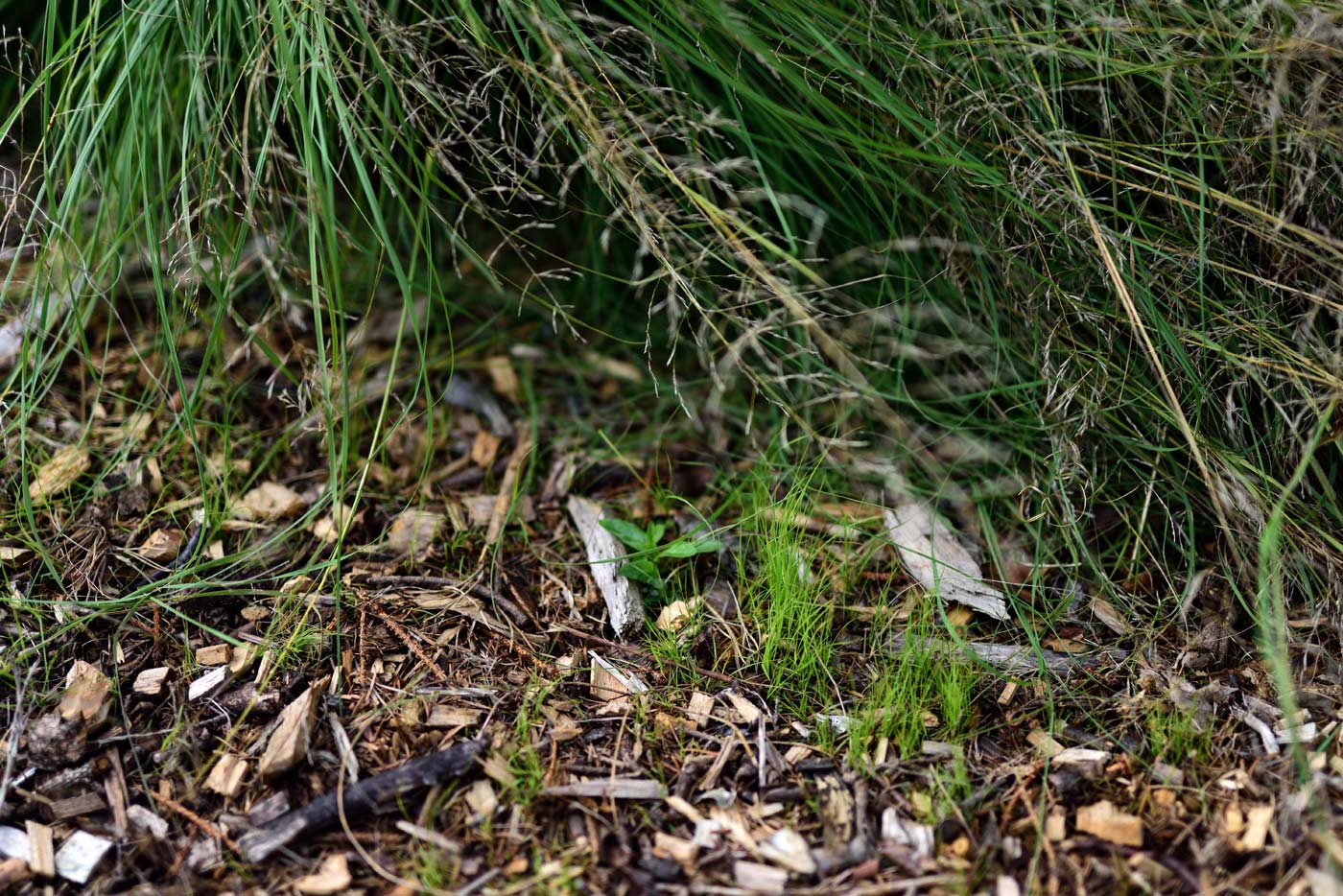 Schwachgekrümmtes Liebesgras (Eragrostis curvula) hat sich im Weg versamt Schwachgekrümmtes Liebesgras (Eragrostis curvula) hat sich im Weg versamt