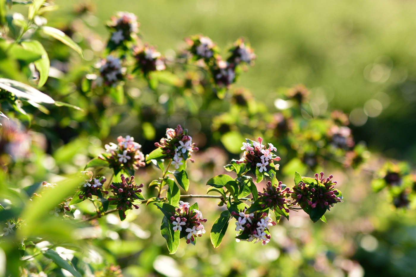 Blüte von Abelia mosanensis