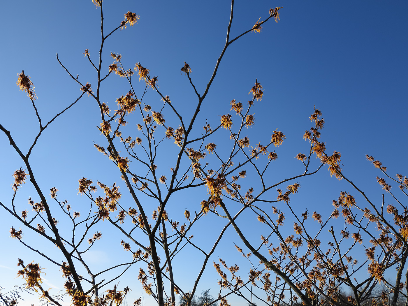 Hamamelis ×intermedia 'Vesna'