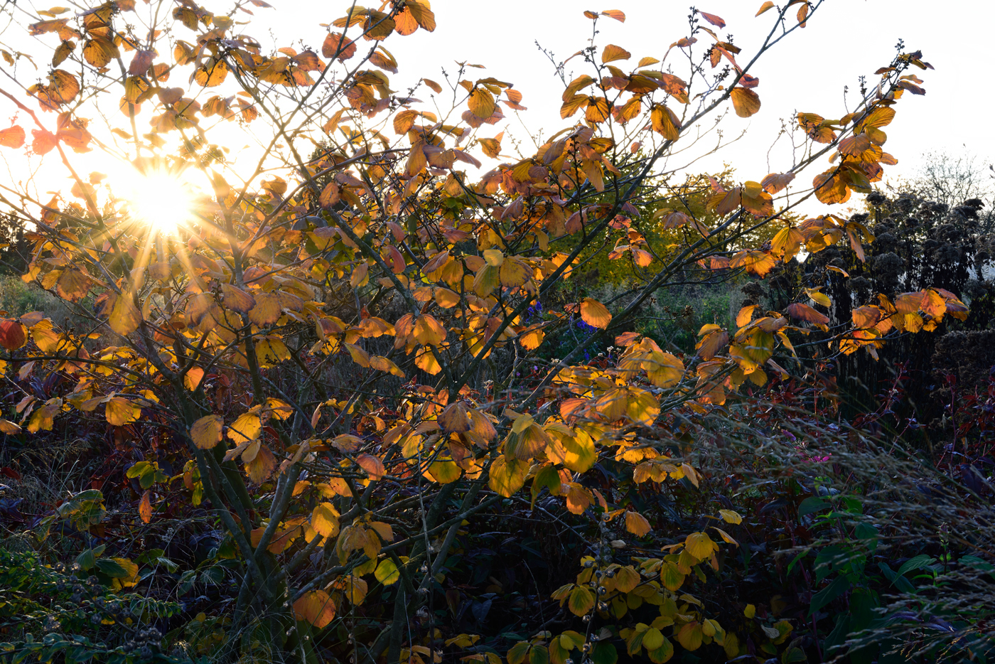 Hamamelis ×intermedia 'Vesna' Herbstfärbung im November