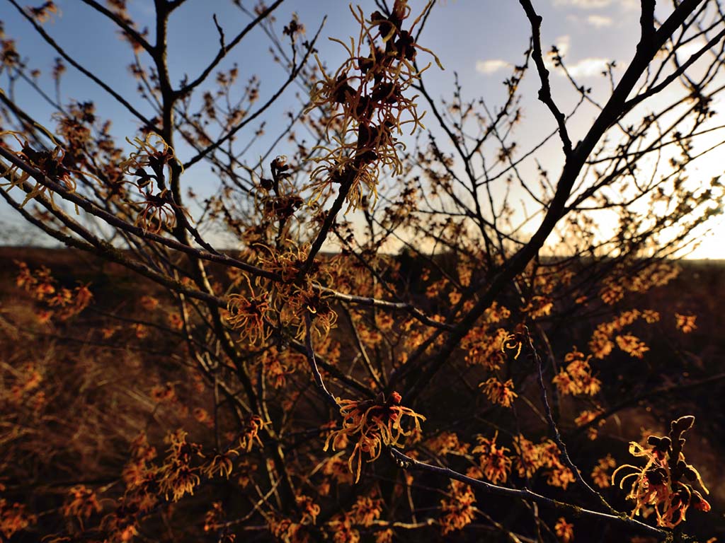 Hamamelis ×intermedia 'Vesna' zur Blüte im Januar