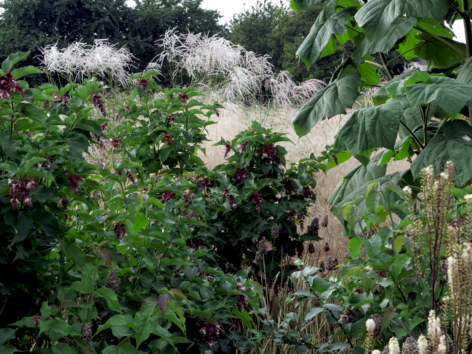 Paulownia tomentosa neben Leycesteria formosa