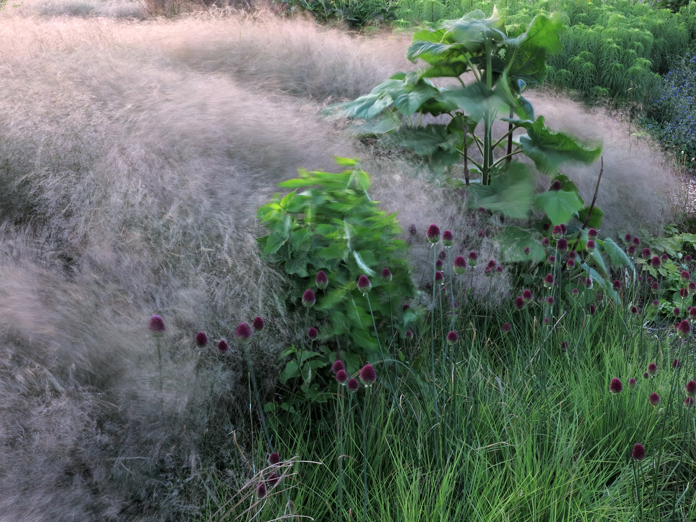 Ein junges Exemplar Paulownia tomentosa Hulsdonk in einem Meer von Deschampsia cespitosa, davor Allium sphaerocephalon und Sesleria autumnalis