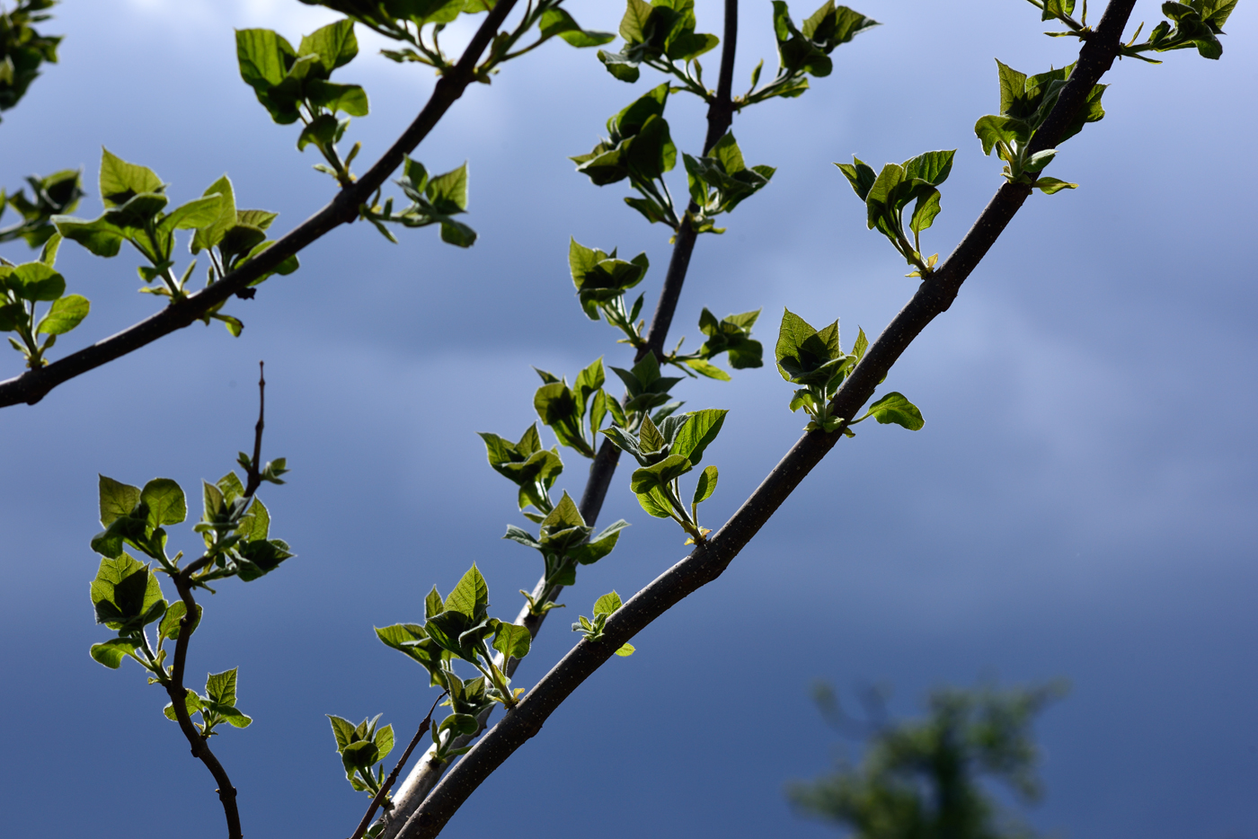 Paulownia tomentosa, Blauglockenbaum, KiriBaum