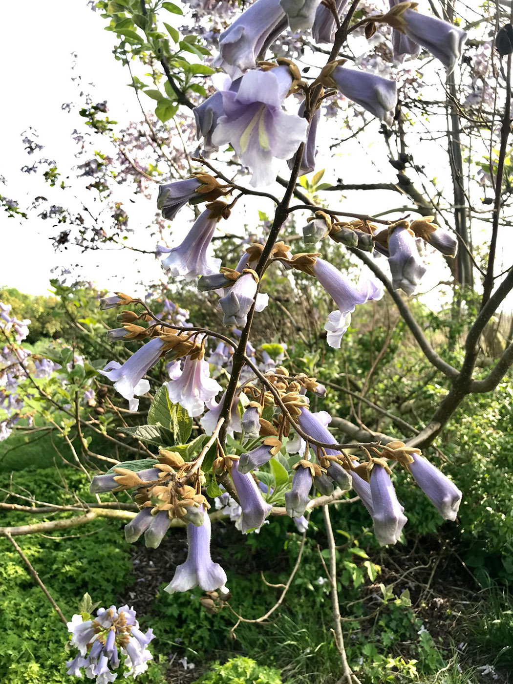 Blütendetail von Paulownia tomentosa Hulsdonk im April