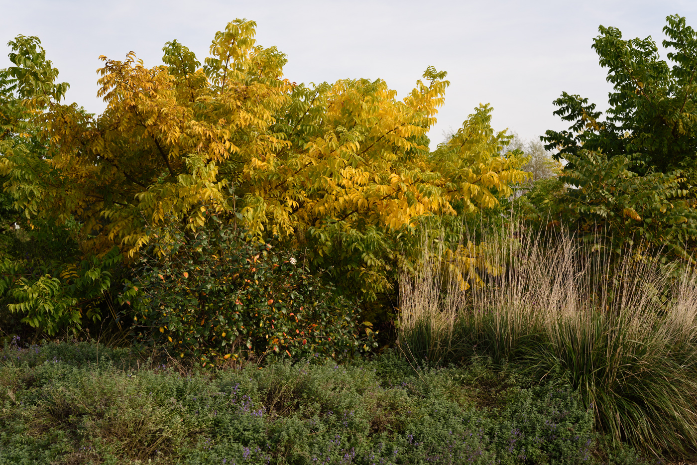 Viburnum burkwoodii, Decaisnea fargesii, Calamagrostis acutiflora 'Karl Foerster'und Phellodendron amurense