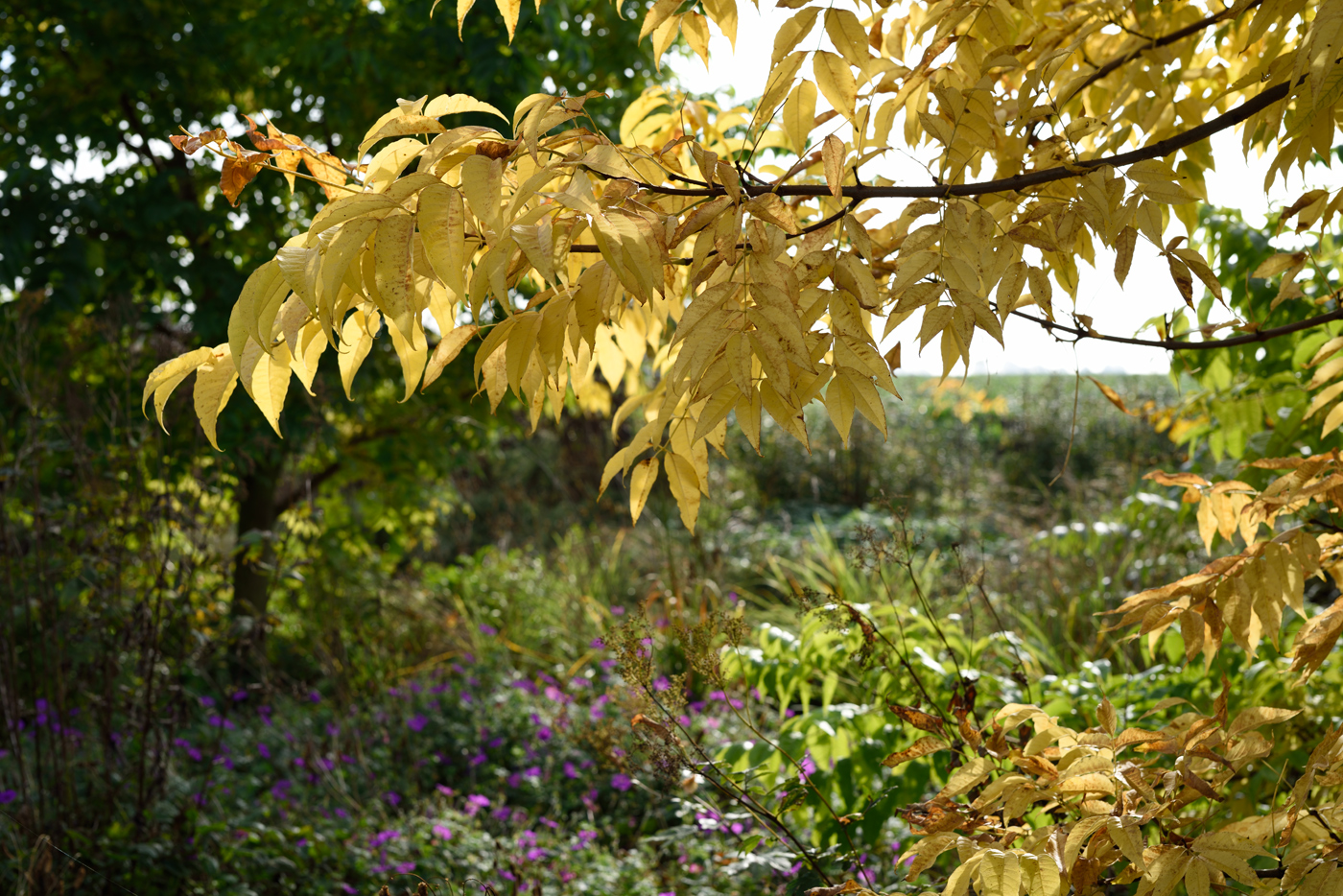Herbstfärbung Amur-Korkbaum