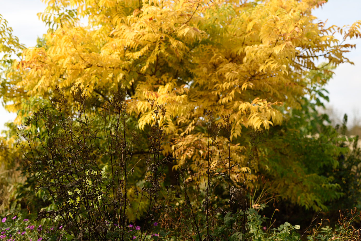 Filipendula ulmaria unter Phellodendron amurense