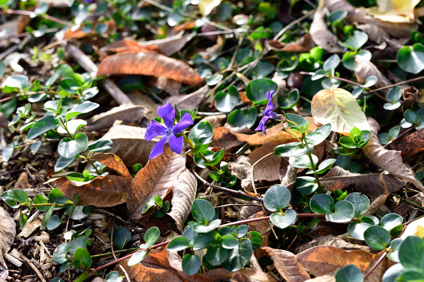 Vinca major subsp. balcanica unter Phellodendron amurense