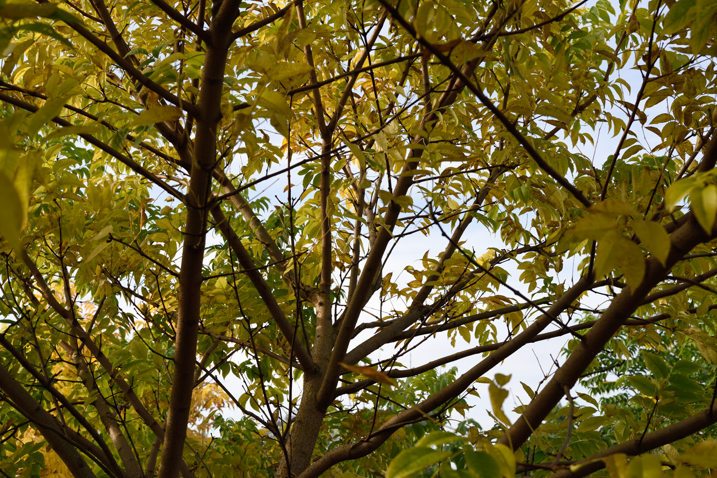 Blick in die Krone Phellodendron amurense