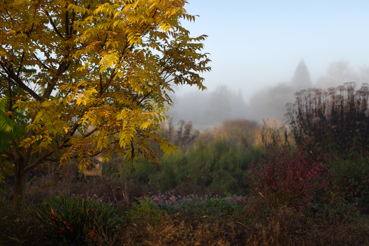 Morgengrauen mit Nebel - Iris foetidissima, Eutrochium fistolosum und Phellodendron amurense