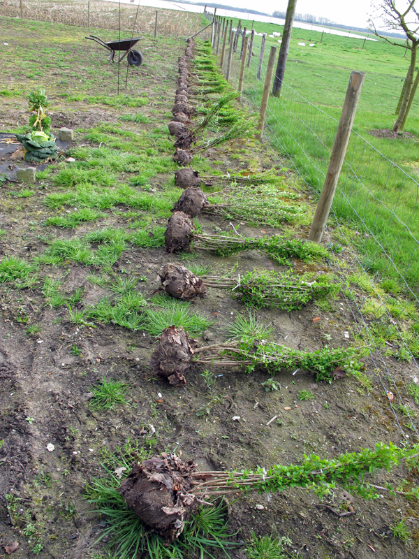 Ribes alpinum wird ausgelegt