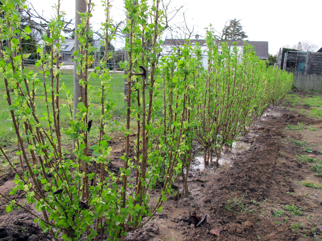 Eine Hecke aus Alpenjohannisbeere benötigt kaum einen Rückschnitt. 