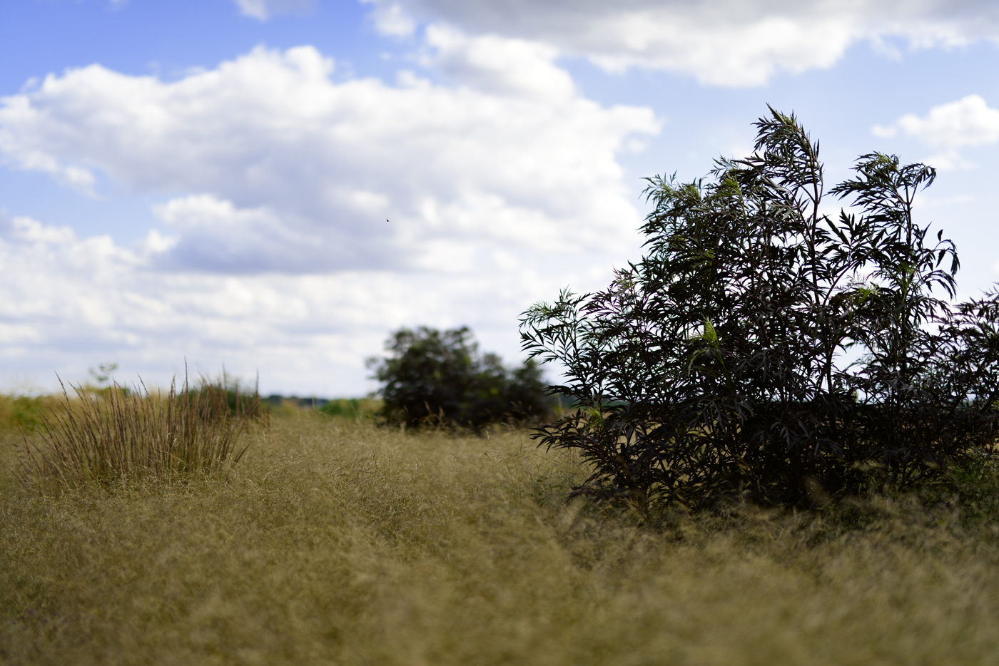 In einigen Jahren fallen bis zum Sommer so viele Niederschläge, dass die heimische Rasen-Schmiele bis zu 180 cm und höher wachsen kann, hier zu erkennen am Gartenreitgras 'Karl Foerster' links.