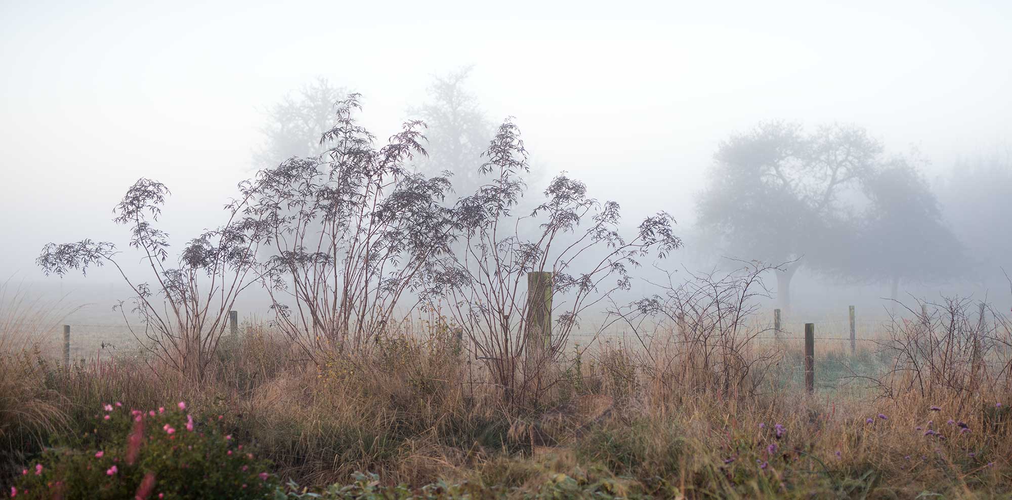 Sambucus nigra 'Black Lace' im November