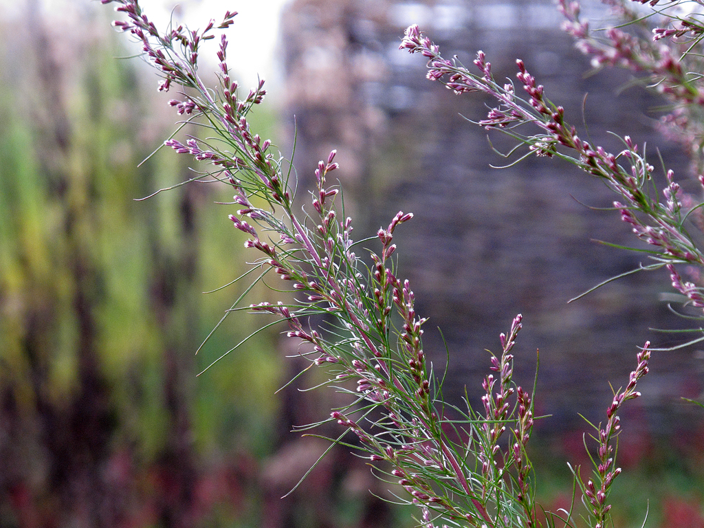 Blüte von Eupatorium capillifolium