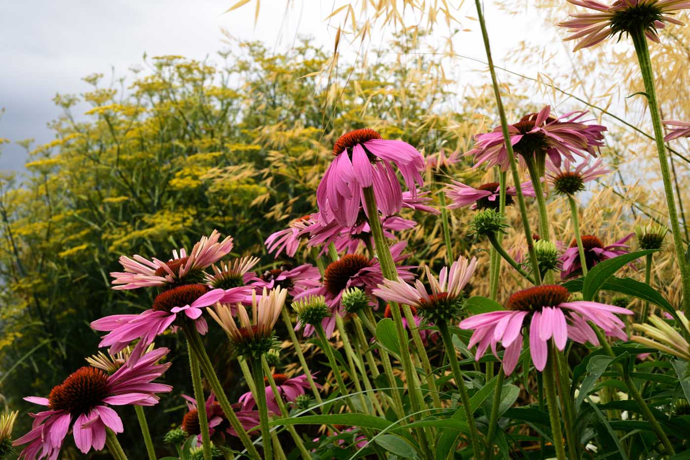 Foeniculum vulgare 'Rubrum' als Begleiter zu Echinacea purpurea und Stipa gigantea