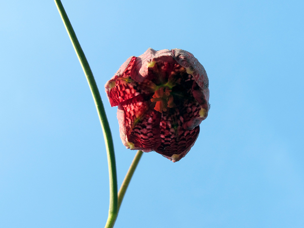 Fritillaria meleagris Blüte innen