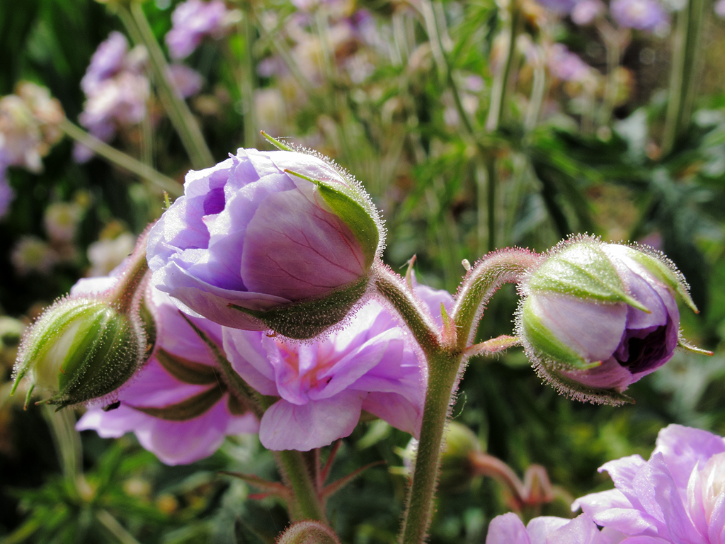 Geranium pratense 'Summer Skies' Blüte