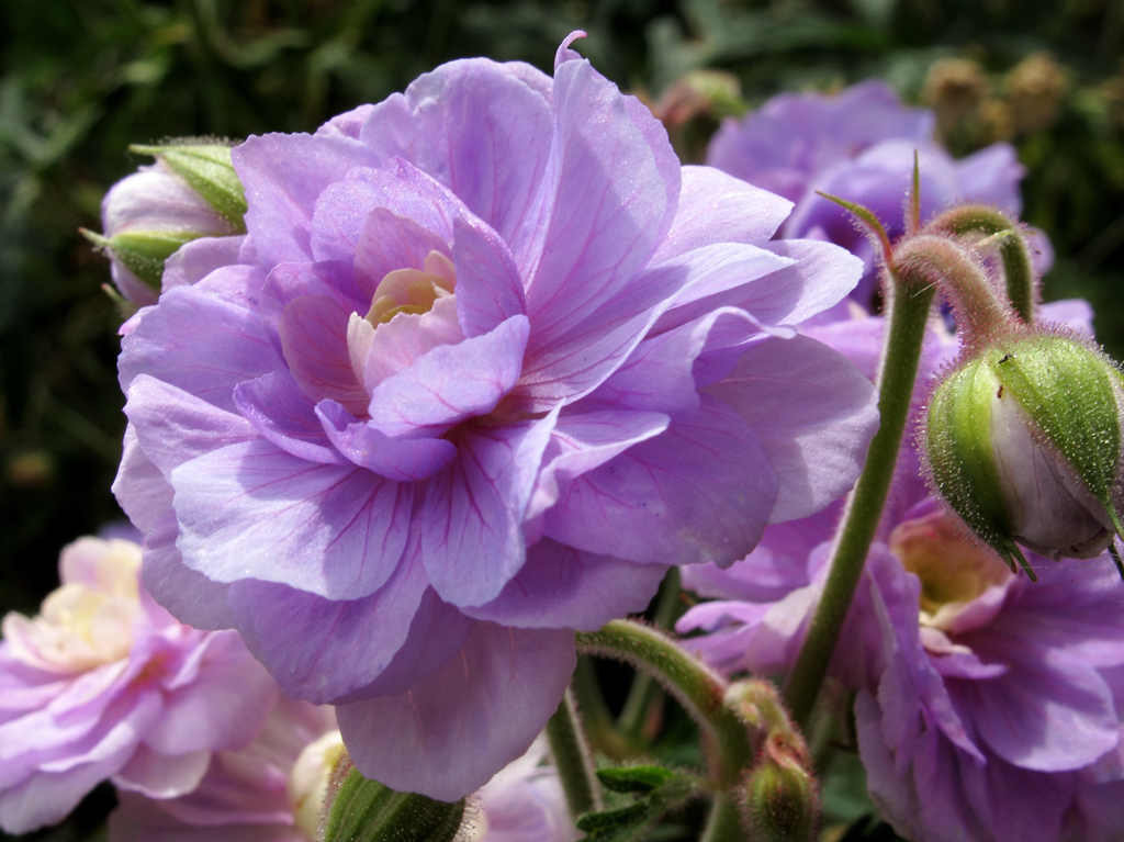 Geranium pratense 'Summer Skies',